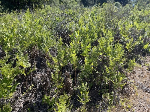 iNaturalist observation photo of California Polypody