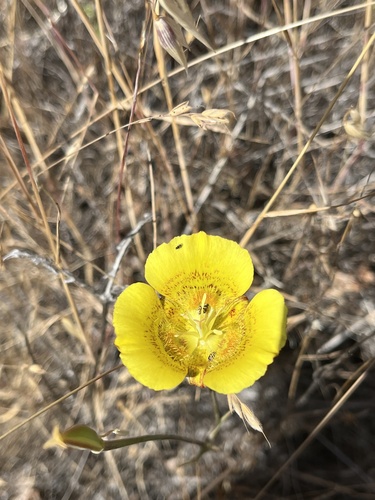 iNaturalist observation photo of Yellow Mariposa Lily