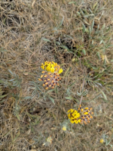 Common Kidney-Vetch