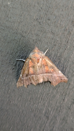 Herald Moth