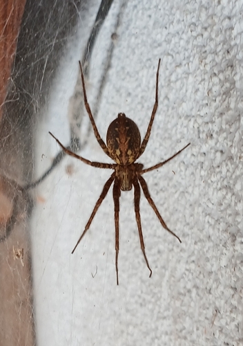 Charcoal Spider