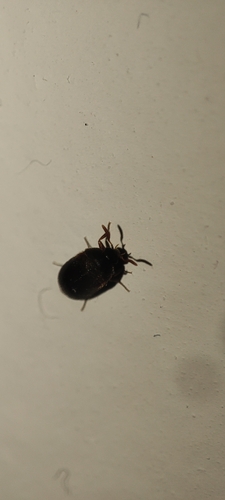 Brown Carpet Beetle