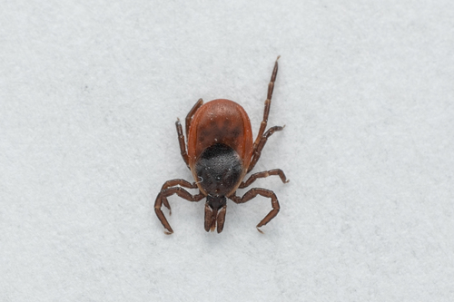 Eastern Black-legged Tick