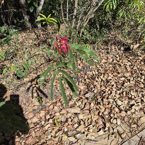 Calliandra dysantha