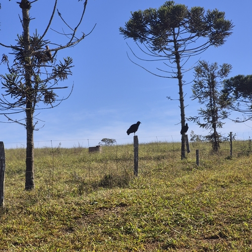 Black Vulture
