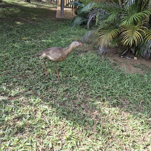 Red-legged Seriema