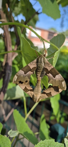 Lime Hawkmoth
