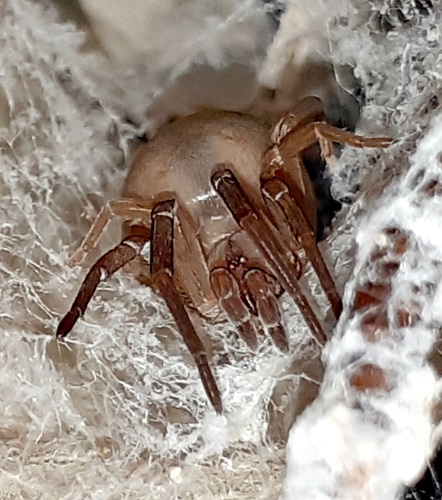Filistata insidiatrix