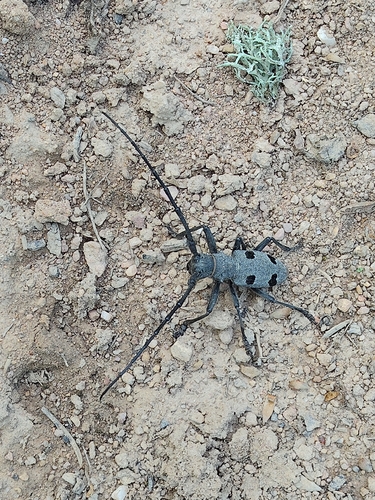 Morimus funereus
