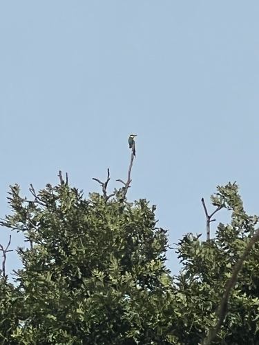 European Bee-eater