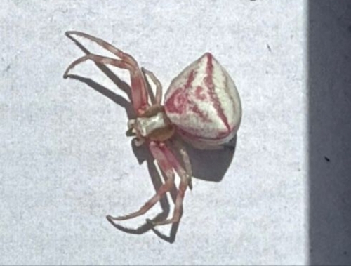 Heather crab spider