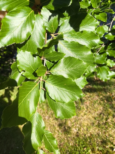 European beech