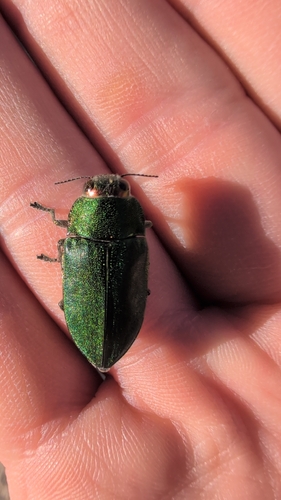 Perotis margotana