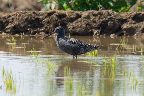Spotted Redshank
