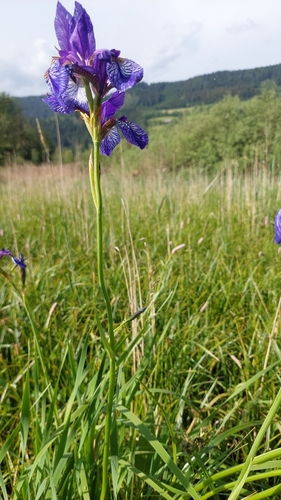 Siberian Iris