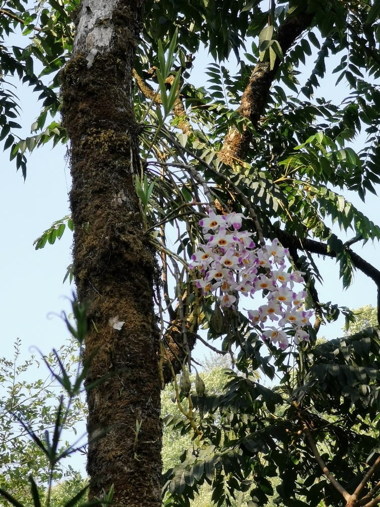 Dendrobium wardianum