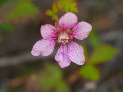 Arctic raspberry