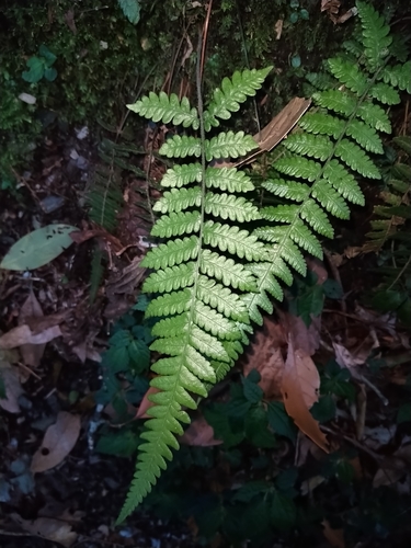 Leptogramma