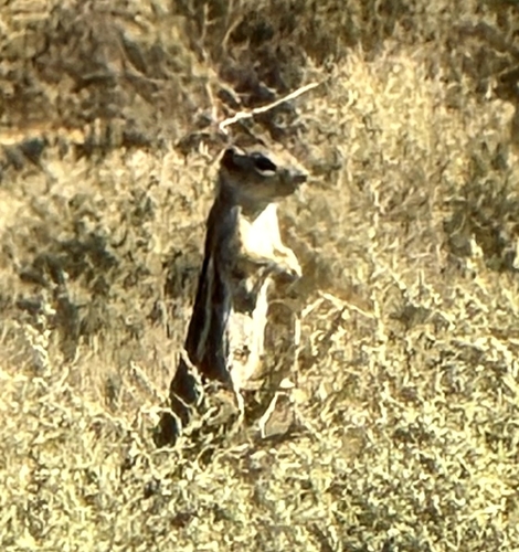 White-tailed Antelope Squirrel observed by caroline1495