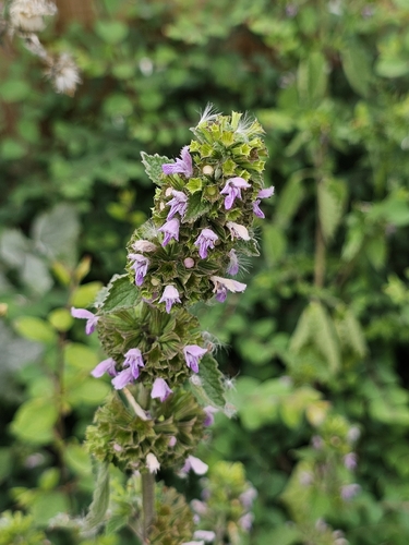 Black horehound