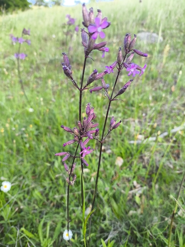 Sticky Catchfly