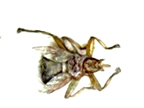 Swift Lousefly