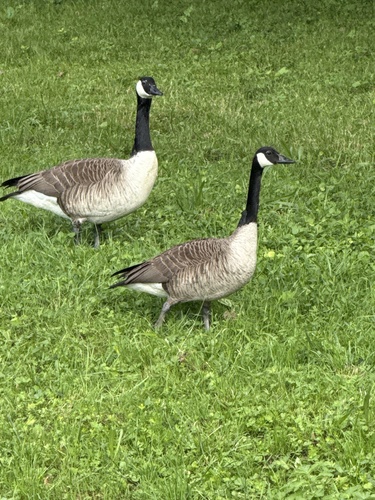 Canada Goose