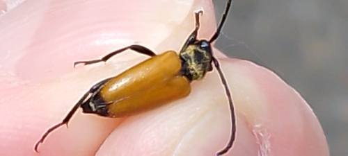 tawny longhorn beetle