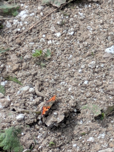 Small Tortoiseshell