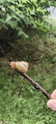 Brown-lipped Snail