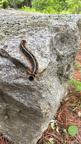 Eastern Tent Caterpillar Moth
