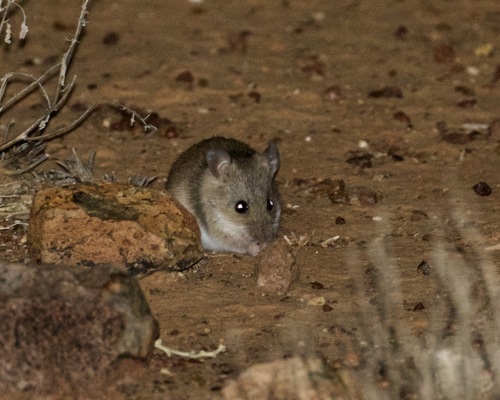 Central Short-tailed Mouse (Leggadina forresti) — Least Concern Mammalia