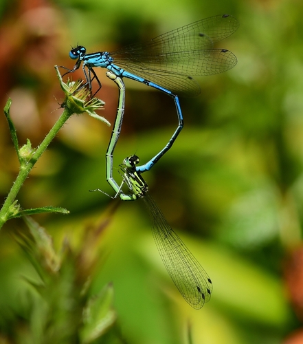 Azure Damselfly