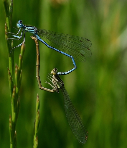 Blue Featherleg