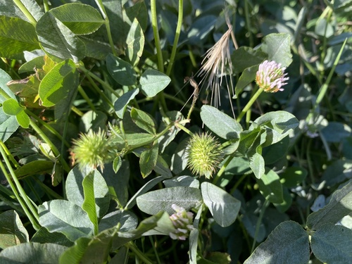 Strawberry clover