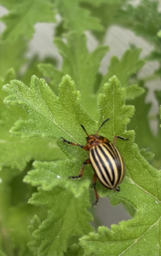 Colorado Potato Beetle