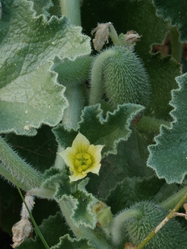 squirting cucumber