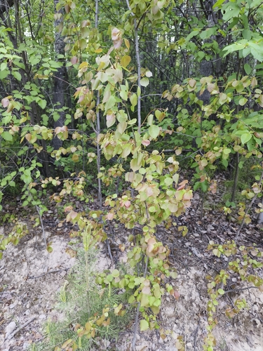 European aspen