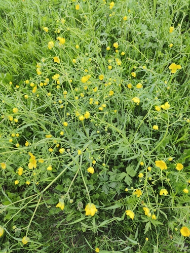 meadow buttercup