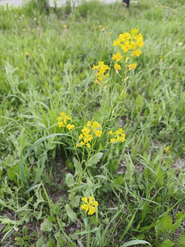 bitter wintercress