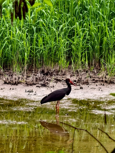 Black Stork