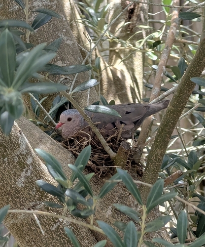 Common Ground Dove observed by whoa_whats_that