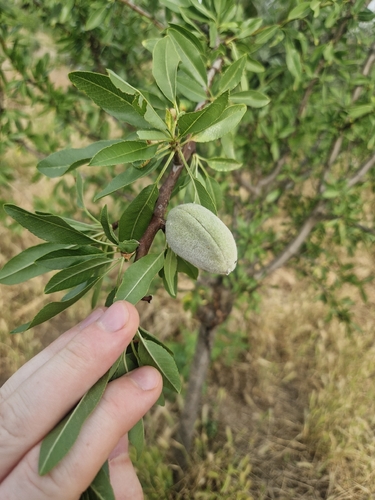 Almond