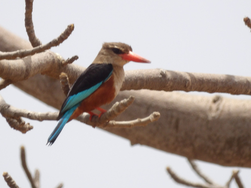 Gray-headed Kingfisher