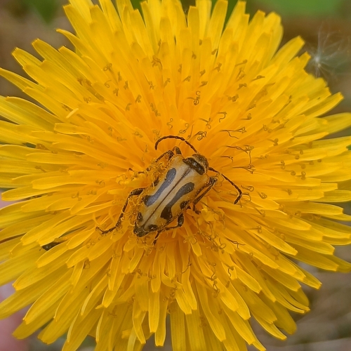 Brachyta interrogationis