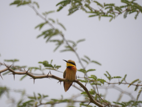 Little Bee-eater