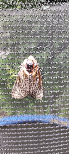 Goat Moth