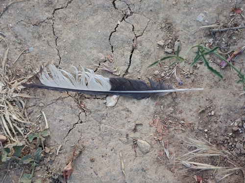 Eurasian Magpie