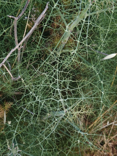 fennel