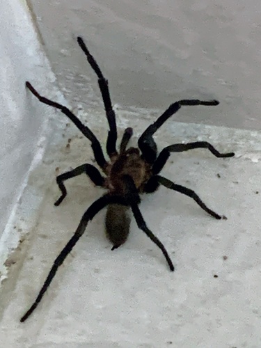 Trinidad Pink Tarantula